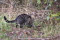 young tabby cat free in the wild. freedom