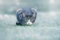 Young Tabby Cat on Frost