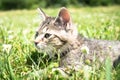 Young Tabby Cat in Grass Royalty Free Stock Photo