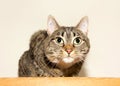 Portrait of a tabby cat crouched down