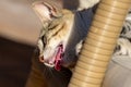Young tabby cat kitten panting to cool down following learning play skills