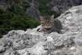 A young tabby cat lies on a stone in the mountains and looks straight ahead into the camera Royalty Free Stock Photo