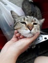 Young tabby cat looking at camera, Royalty Free Stock Photo