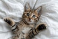 young tabby cat lying on his back on a soft white bed, top view Royalty Free Stock Photo