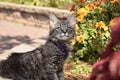 Mr. Smee In A Garden Royalty Free Stock Photo