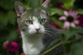 Young tabby cat between rden plants Royalty Free Stock Photo