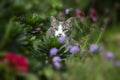 Young tabby cat exploring the garden