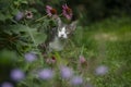 Young tabby cat exploring the garden Royalty Free Stock Photo