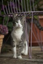 Young tabby cat under a garden chair on a terrace Royalty Free Stock Photo