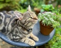 A young tabby cat relaxing in the garden looking up Royalty Free Stock Photo