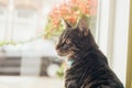 Young tabby cat sitting in front of window looking aside. Royalty Free Stock Photo