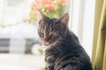 Young tabby cat sitting in front of window looking towards camera. Royalty Free Stock Photo