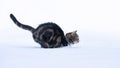 Tabby Cat Bounding in Snow