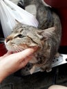 Young tabby cat, Women hand scratch the chin of a white cat. Royalty Free Stock Photo