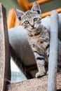 A young tabby feral cat looking at the camera from a pile of chairs Royalty Free Stock Photo