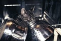 Young tabby kitten exploring inside a dishwasher