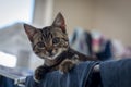 A young tabby kitten with green eyes lies on top of a clothes dryer with blue jeans Royalty Free Stock Photo