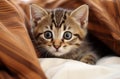 Curious Tabby Kitten Peeking from Brown Blanket