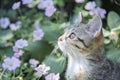 Young tabby kitten outside in a garden with foliage and flowers Royalty Free Stock Photo