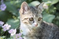 Young tabby kitten outside in a garden with foliage and flowers Royalty Free Stock Photo