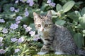 Young tabby kitten outside in a garden with foliage and flowers Royalty Free Stock Photo