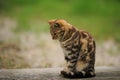 Young tabby tiger cat resting in spring garden Royalty Free Stock Photo