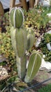 Young tall cactus growing in the desert Royalty Free Stock Photo