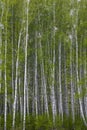 Young tall fresh birch forest with bright green foliage