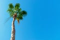 A young tall palm tree illuminated by the sun against the clear sky concept Royalty Free Stock Photo