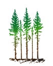 Young tall pines on a white background are ideal