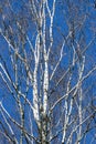 Young tall and slender birches against a clear blue sky