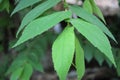 Young talok leaves Royalty Free Stock Photo