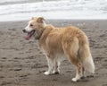 Happy sable border collie dog on the beach