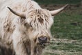 A young tan male highland cattle closeup Royalty Free Stock Photo