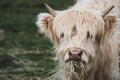 A young tan male highland cattle closeup while eating Royalty Free Stock Photo