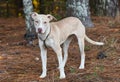 Young tan and white Husky and Terrier mix female puppy dog outside on leash wagging tail Royalty Free Stock Photo