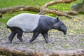 A young tapir walking Royalty Free Stock Photo