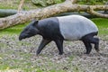 A young tapir walking Royalty Free Stock Photo