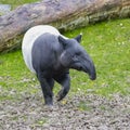 A young tapir walking Royalty Free Stock Photo