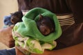 young Tasmanian Devil Joey Royalty Free Stock Photo