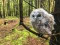 Young tawny owl sitting on a branch in the forest Royalty Free Stock Photo