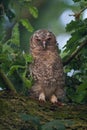 Young Tawny Owl, sleeping in Oak