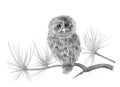 Young Tawny owl Strix aluco on a coniferous tree branch