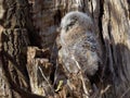 Young Tawny Owl - Strix Aluco Royalty Free Stock Photo