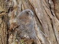 Young Tawny Owl - Strix Aluco Royalty Free Stock Photo