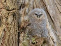 Young Tawny Owl - Strix Aluco Royalty Free Stock Photo