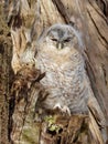 Young Tawny Owl - Strix Aluco Royalty Free Stock Photo