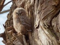 Young Tawny Owl - Strix Aluco Royalty Free Stock Photo