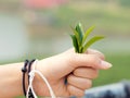 Young tea leaf on hand