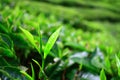 Young Tea Leaves in Cameron Highlands